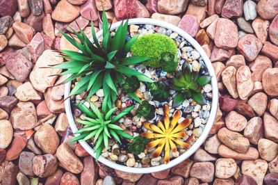 High angle view of potted plant on stones