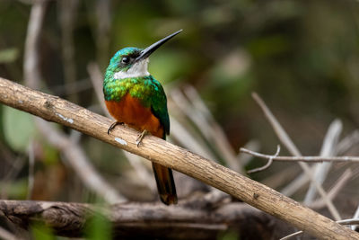 Close-up of bird perching on branch