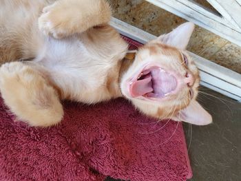 High angle view of dog lying down