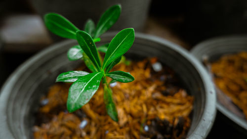 Close-up of potted plant on table