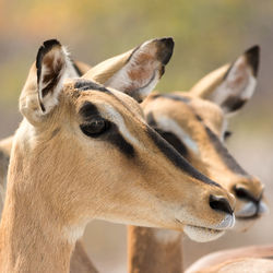 Close-up of two black-faced impala