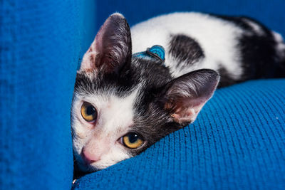Close-up of cat on blue furniture