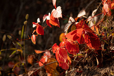 Close-up of red flower