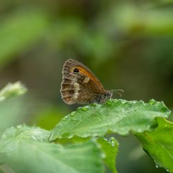 Close-up of butterfly on leaf