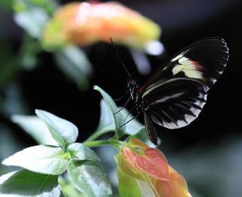 Close-up of butterfly pollinating on flower