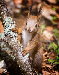 Close-up of squirrel