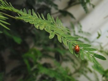 Close-up of insect on leaf