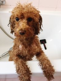 Portrait of dog in bathroom