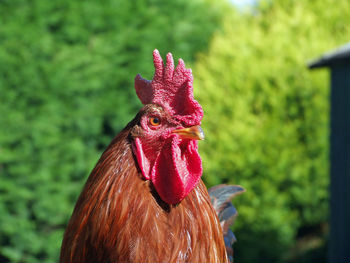 Close-up of rooster