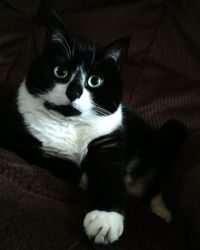 Close-up portrait of a cat