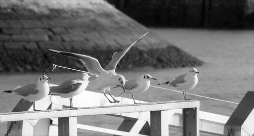 Seagulls perching on railing