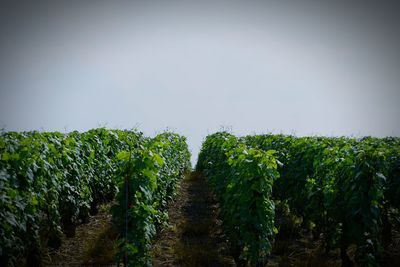 Crops growing on field against sky