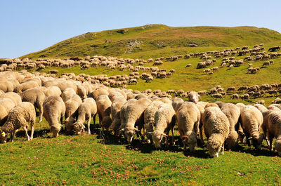 View of sheep on grassy field