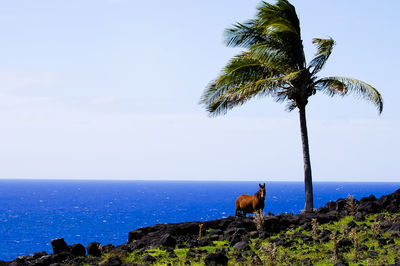 Horse standing by sea against clear sky