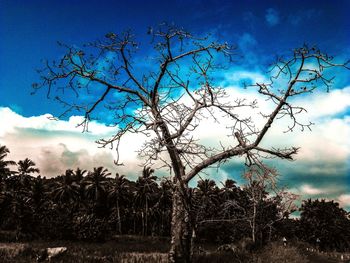 Bare tree against blue sky