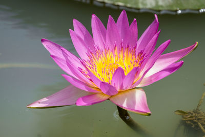 Close-up of pink water lily in lake