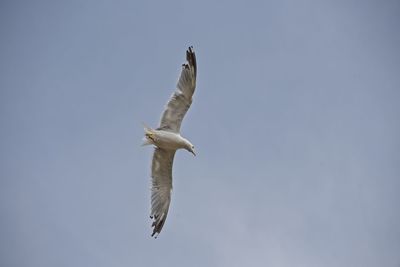 Low angle view of seagull flying