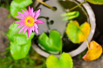 Close-up of pink flowers