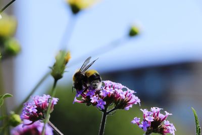 Honey bee pollinating on purple flower