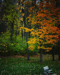 Trees in park during autumn