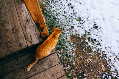 High angle view of cat sitting outdoors