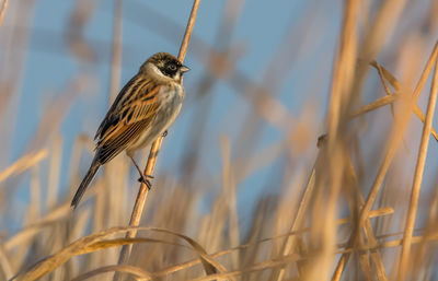 Close-up of bird perching on a plant