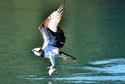 View of birds flying over lake