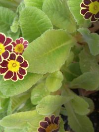 Close-up of yellow flowers