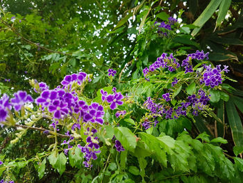 Close-up of purple flowering plants