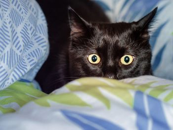 Close-up portrait of a cat