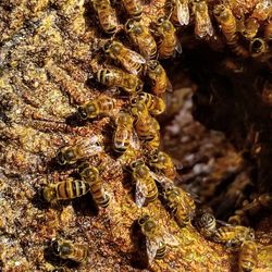 Close-up of bee on tree trunk