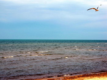 Bird flying over sea against blue sky