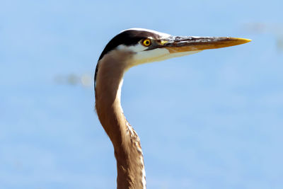 Close-up of bird against sky