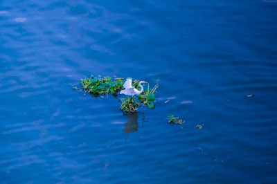 High angle view of flowering plant floating on water