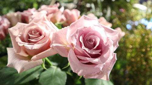 Close-up of rose bouquet