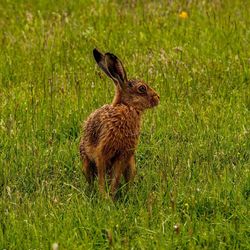 Brown hare on grassy field