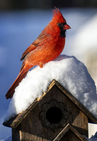 Male northern cardinal on a snow covered bird house