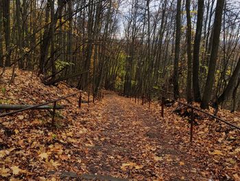 Trees in forest during autumn