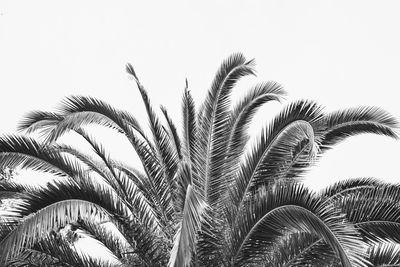 Low angle view of palm trees against clear sky