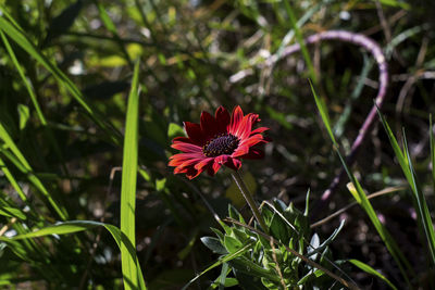 Close-up of red flower