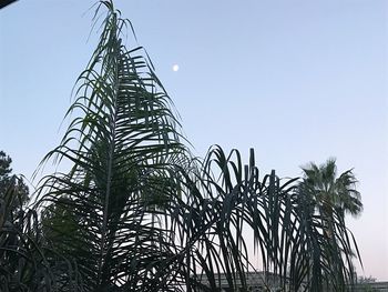 Low angle view of tree against clear sky