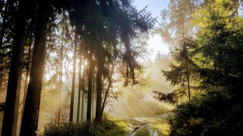 Trees in forest against sky