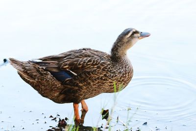 Close-up of duck in water