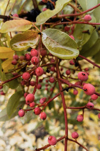 Close-up of berries growing on tree