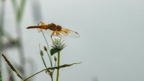 Close-up of insect on flower