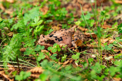 View of frog on land