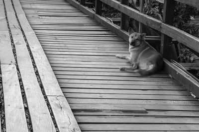 High angle view of dog sitting on wooden boardwalk