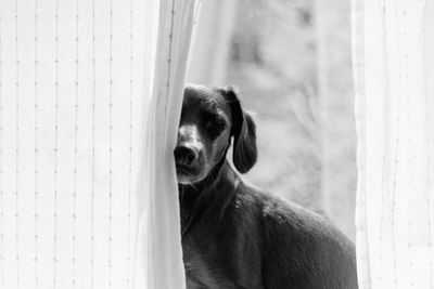 Close-up portrait of dog