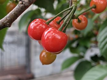 Close-up of cherries on tree