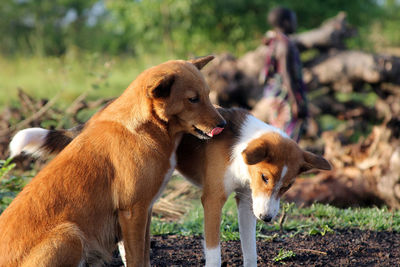 View of two dogs on field